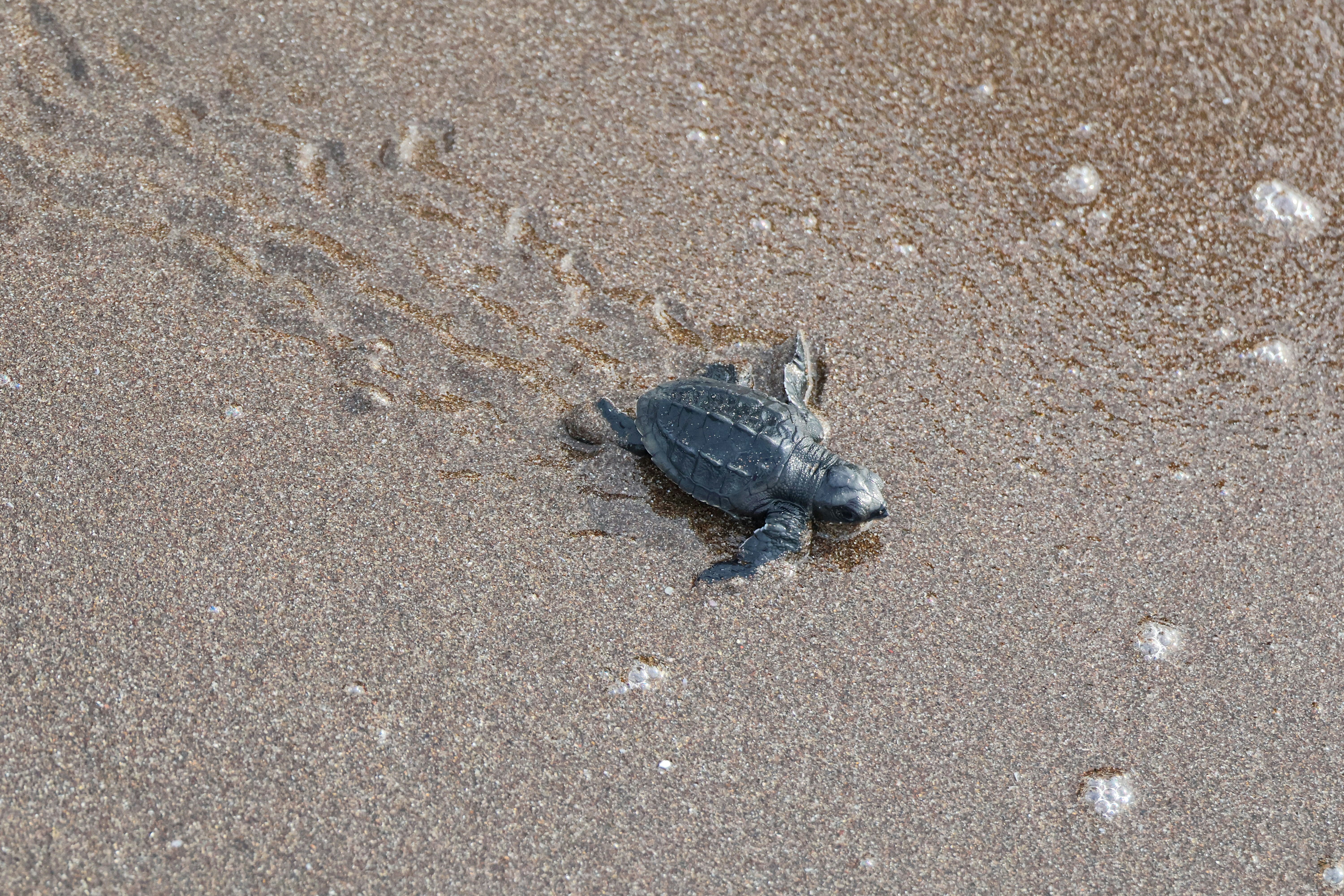 Between a Net and a Nest