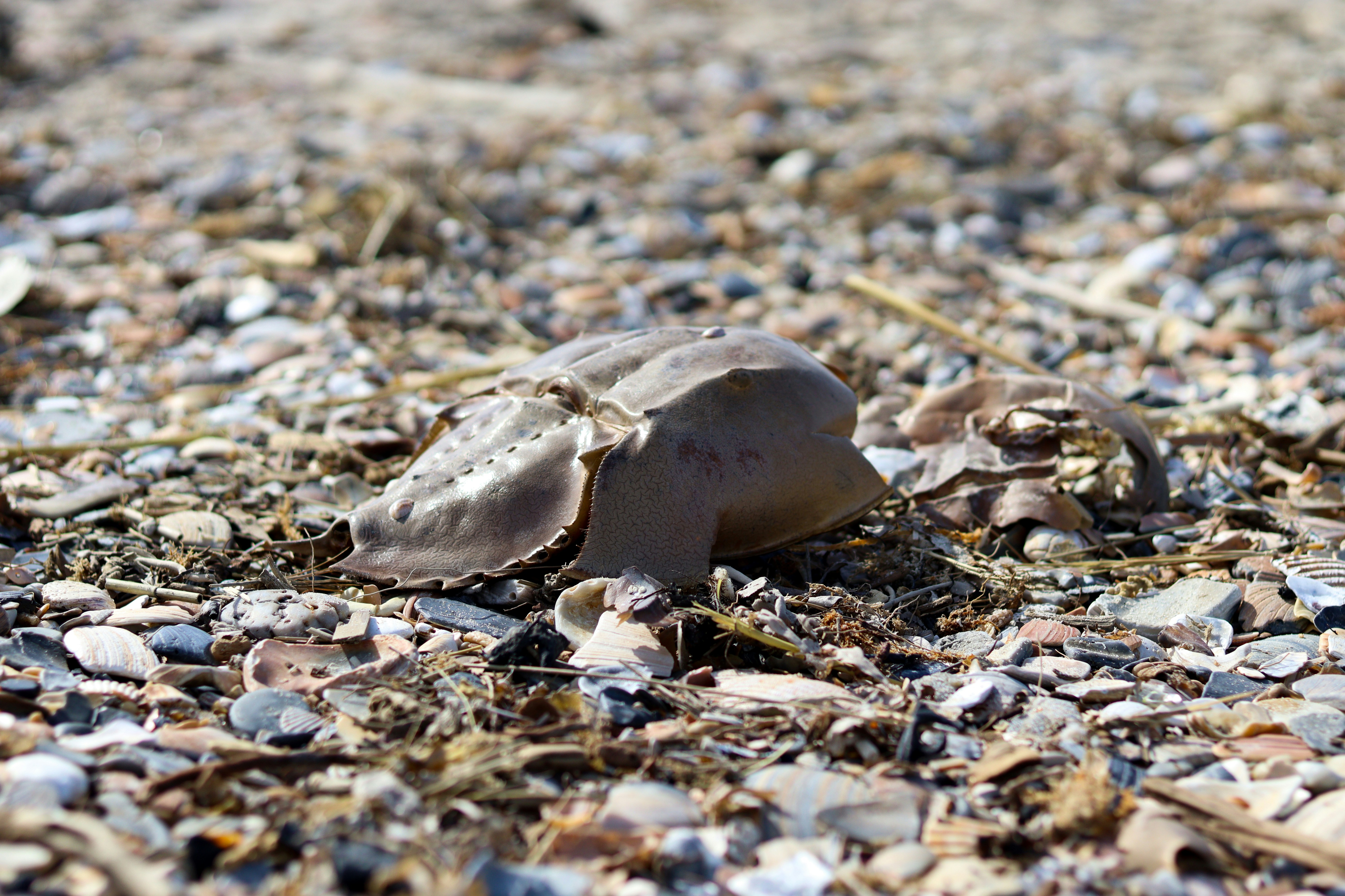 What We Take From the Tide