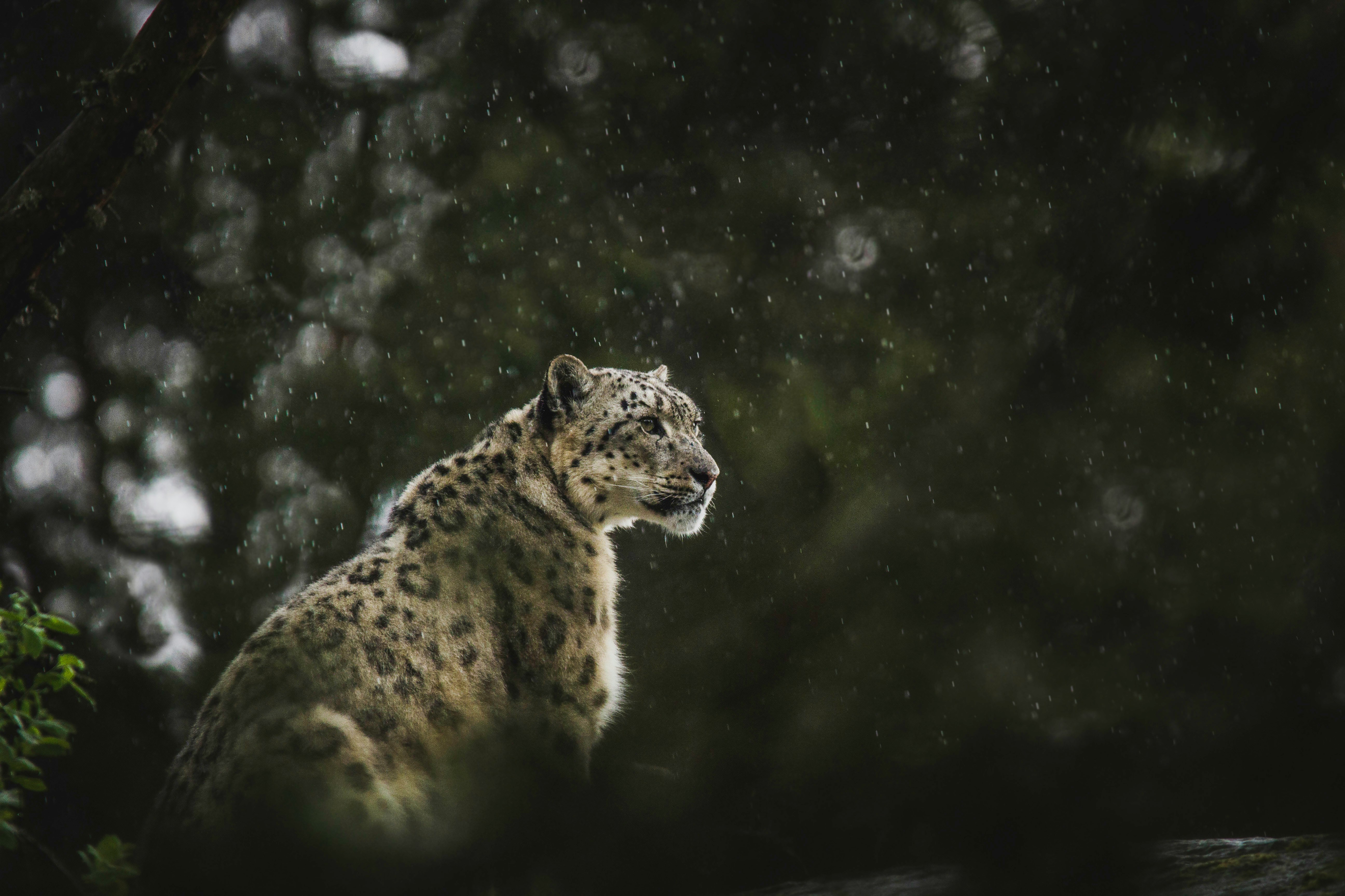 The Snow Leopard's Lament